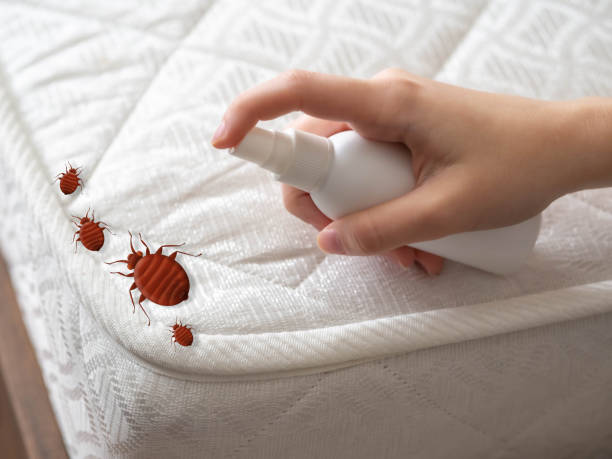 Best Bed Bug Extermination  in Benton, LA