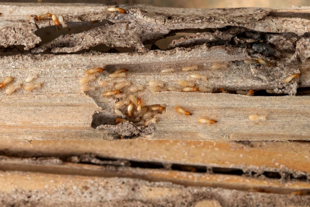 Best Insect Control  in Benton, LA
